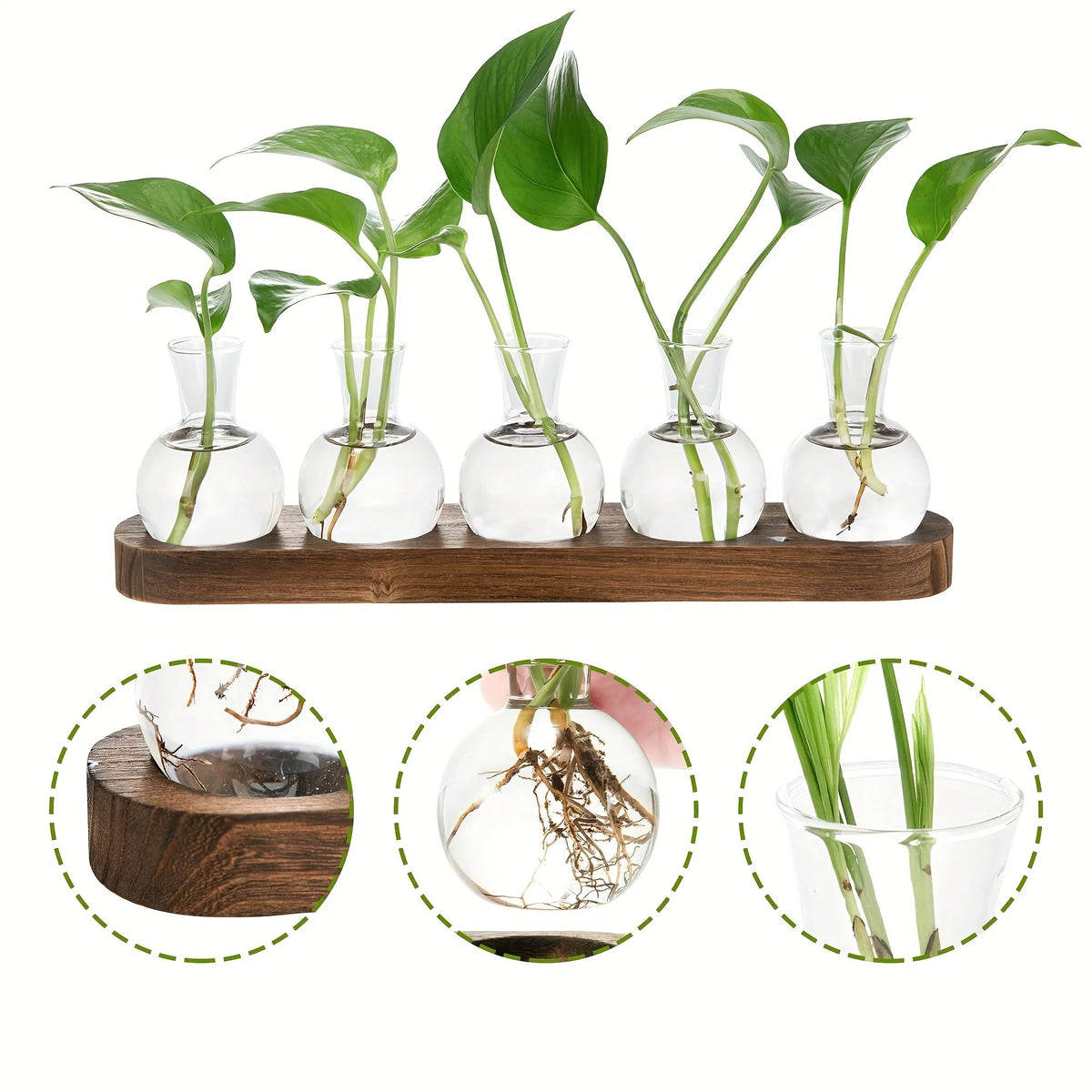 Plant Propagation Vase